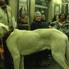 [UPDATE] Giant Subway Dog Is An Emotional Service Dog